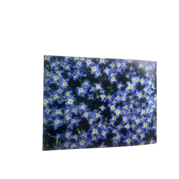 Wildflowers Across America SIGNED by Lady Bird Johnson and Carlton B Lees C1988 - Picture 7 of 10